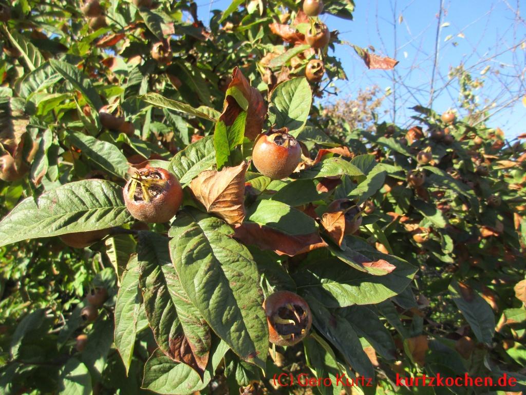 Grundrezept Marmelade - Mispeln am Baum