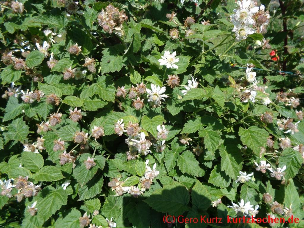 Taybeeren Tayberry Marmelade Gelee - Taybeerenblüte im Mai