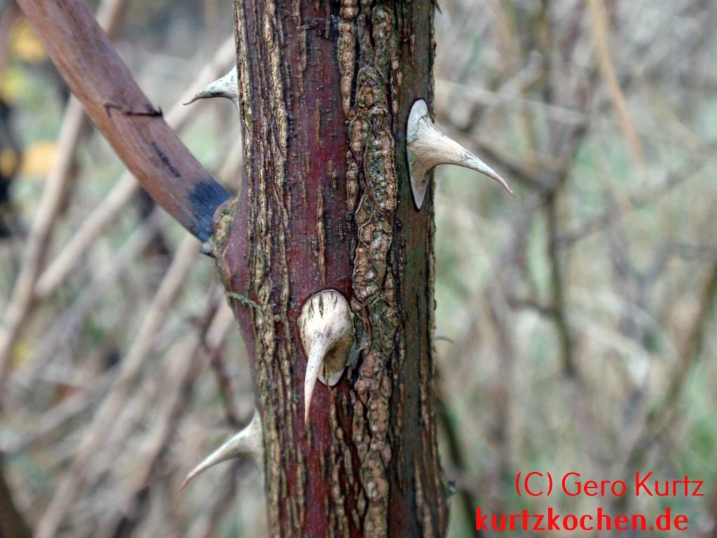 Hagebuttenmarmelade - Wildrose mit kräftigen Stacheln
