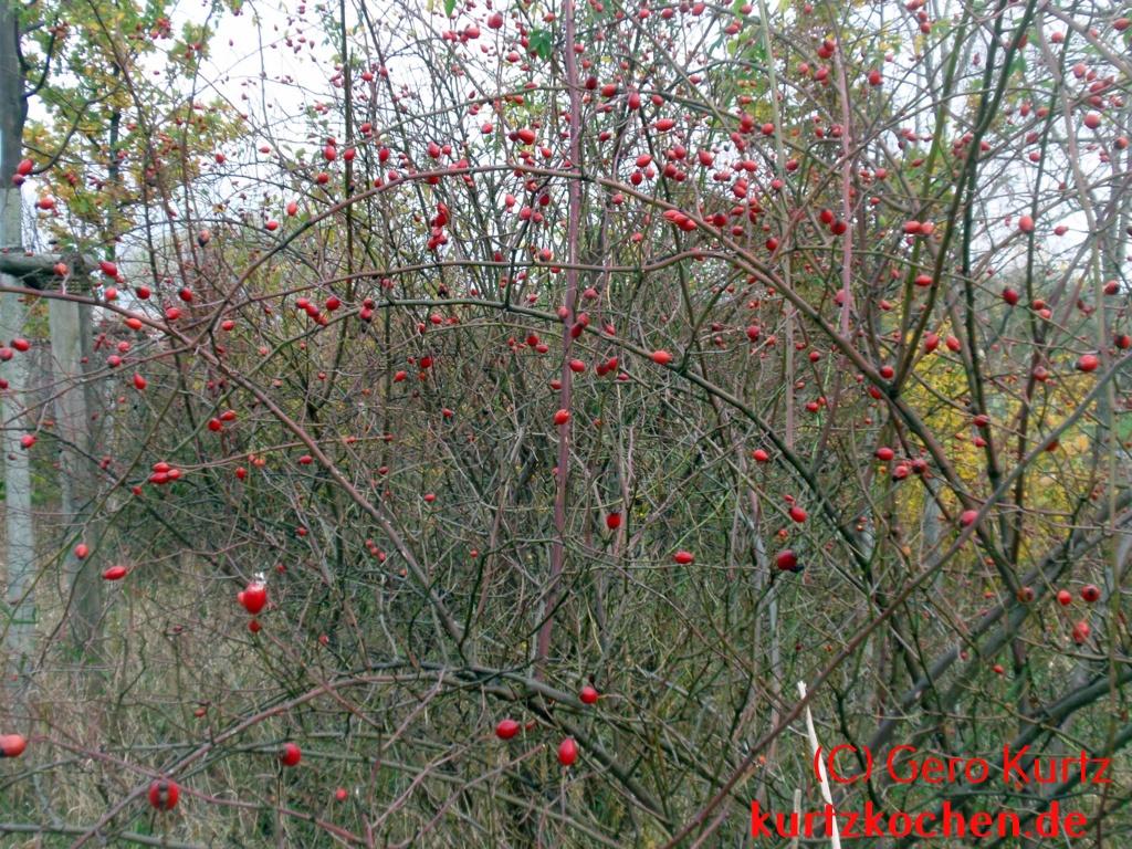 Hagebuttenmarmelade - Rosenbusch im Herbst mit roten Hagebutten