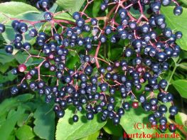 reife Holunderbeeren an einer Dolde